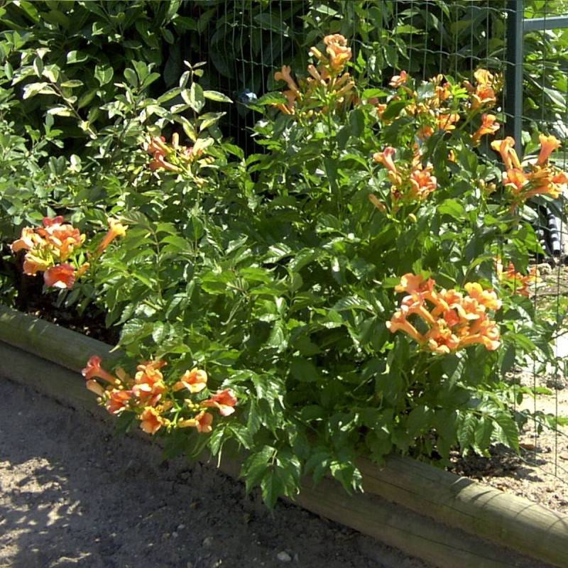 Bignone Indian Summer® 'Kudian' à fleurs Orange - feuillage Caduc - Pot de 1L - 30/60 cm- hauteur à maturité De 2,00 m à 2,50 m - Image 2