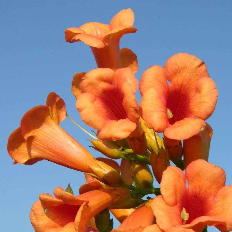 Bignone Indian Summer® 'Kudian' à fleurs Orange - feuillage Caduc - Pot de 1L - 30/60 cm-  hauteur à maturité De 2,00 m à 2,50 m - Imagen 4