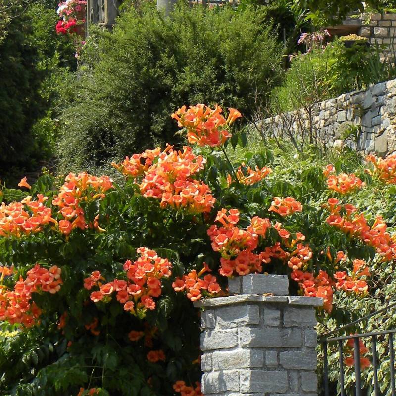 Bignone Indian Summer® 'Kudian' à fleurs Orange - feuillage Caduc - Pot de 1L - 30/60 cm-  hauteur à maturité De 2,00 m à 2,50 m - Imagen 3