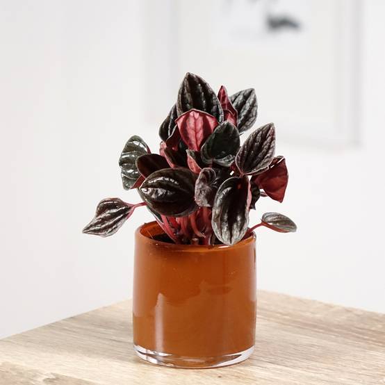 Peperomia caperata Montevideo Mini-plante