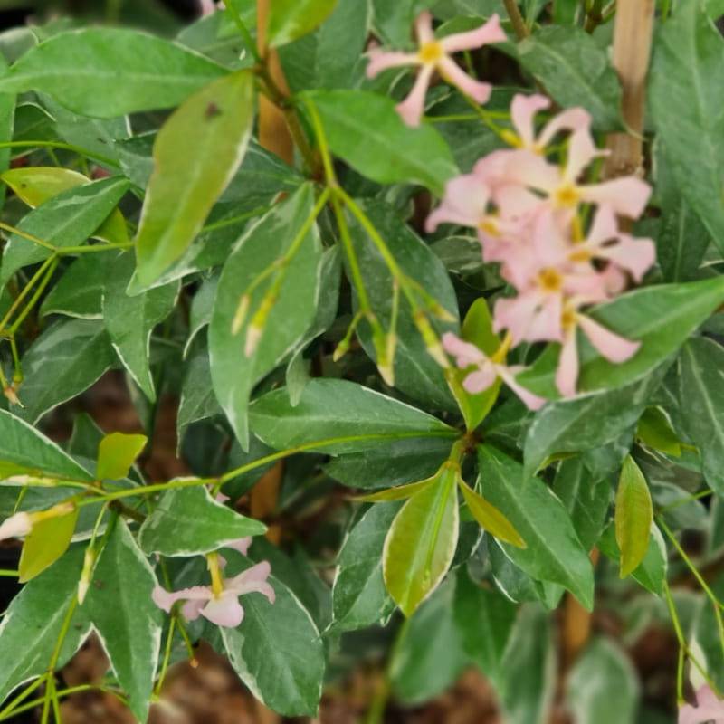 Jasmin étoilé Star of Milano® 'Trsuz01' à fleurs Rose - feuillage Persistant - Pot de 1,5L - Tuteur bambou 30/60 cm-  hauteur à maturité De 3,00 m à 5 - Imagen 3