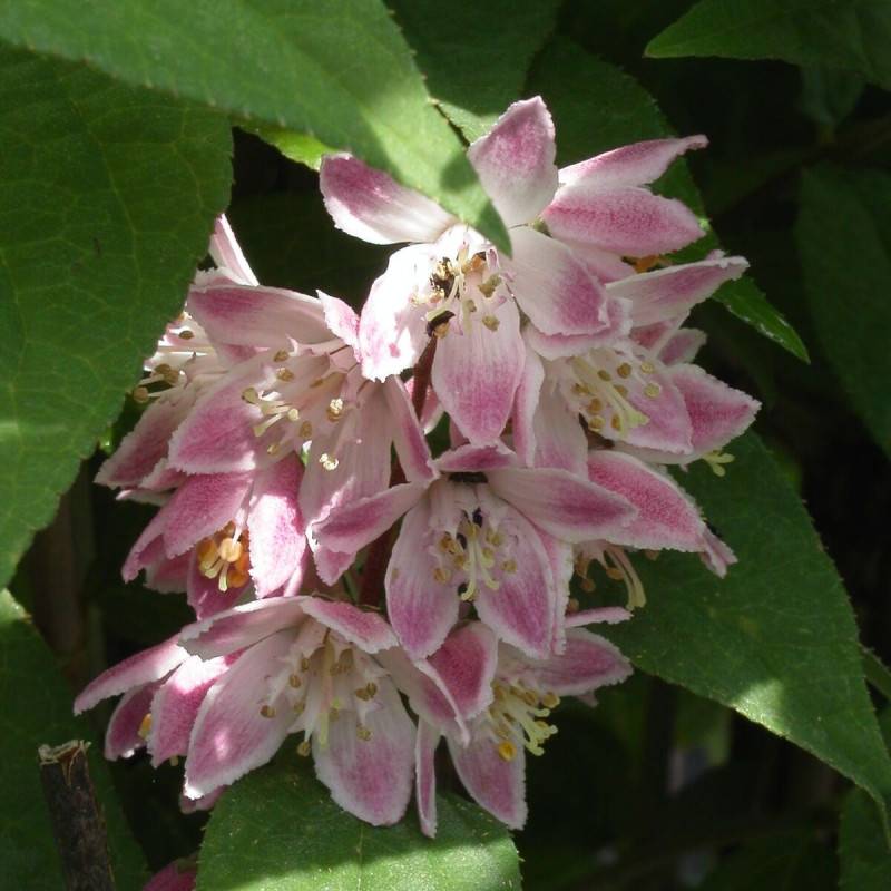 Deutzie Mont Rose, Deutzia à fleurs Rose/ - feuillage Caduc - Pot de 4L - 40/60 cm - Imagen 1