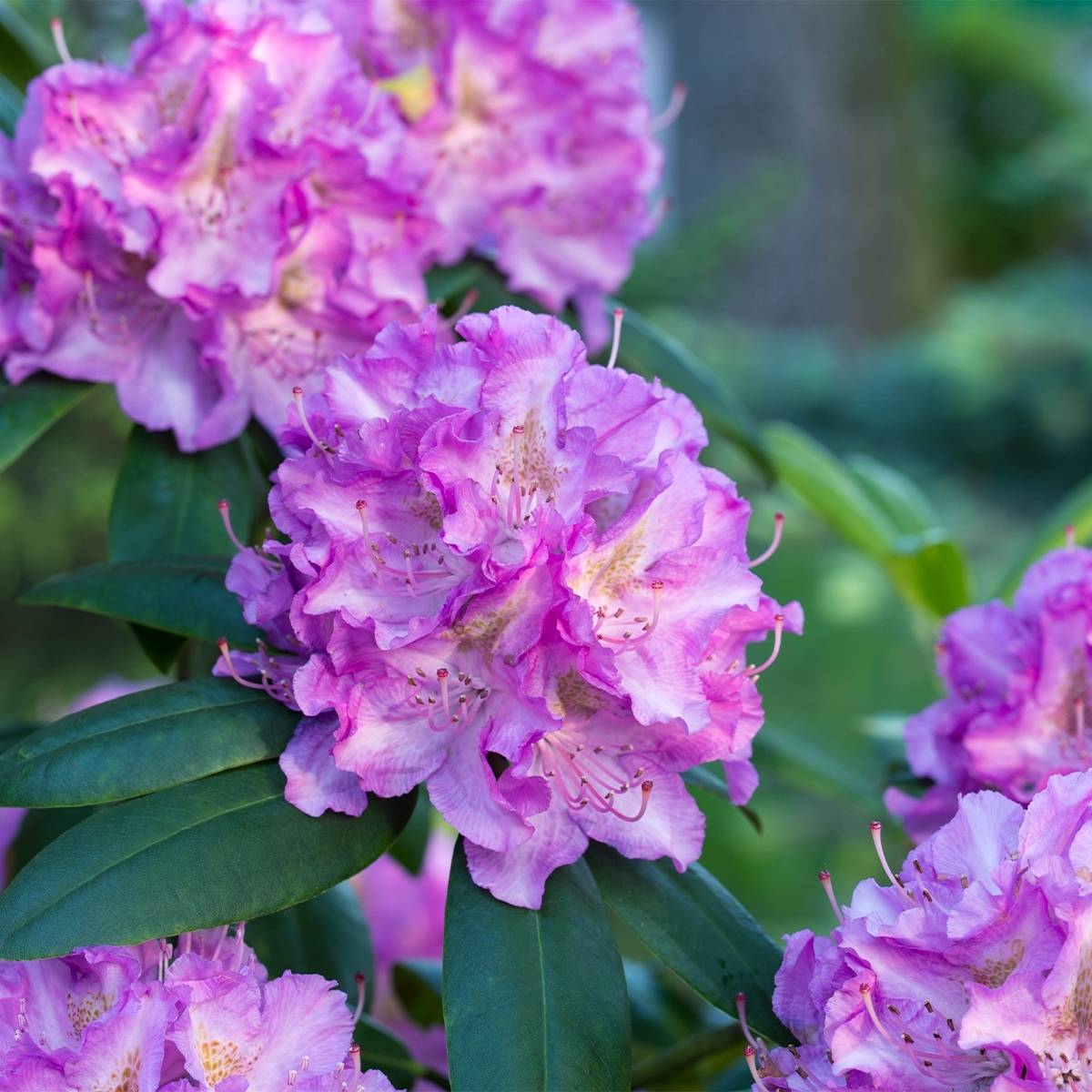 Rhododendron Alfred Pot de 4L/5L
