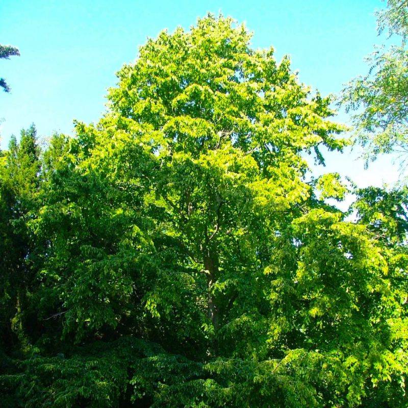 Noisetier de Byzance (Corylus colurna) - Godet - Taille 20/40cm - Pépinières Naudet