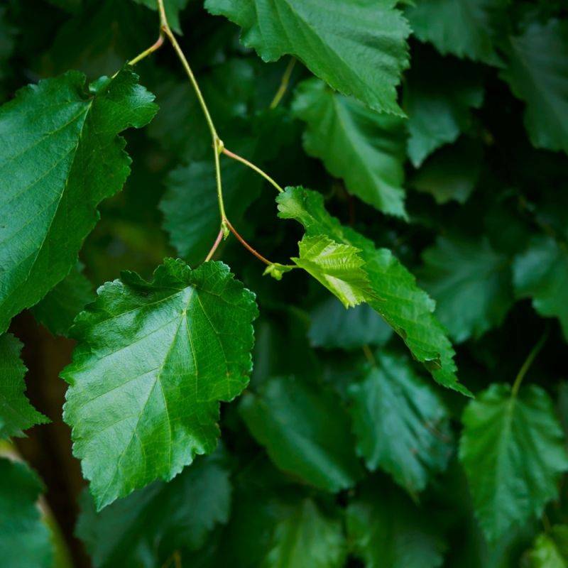 Noisetier de Byzance (Corylus colurna) - Godet - Taille 20/40cm - Pépinières Naudet - Imagen 2