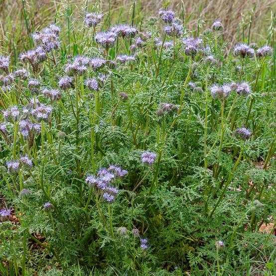 Promesse de Fleurs - Phacélie tanacetifolia Bleue BIO - Engrais vert le sachet de 4250 graines environ (10g)