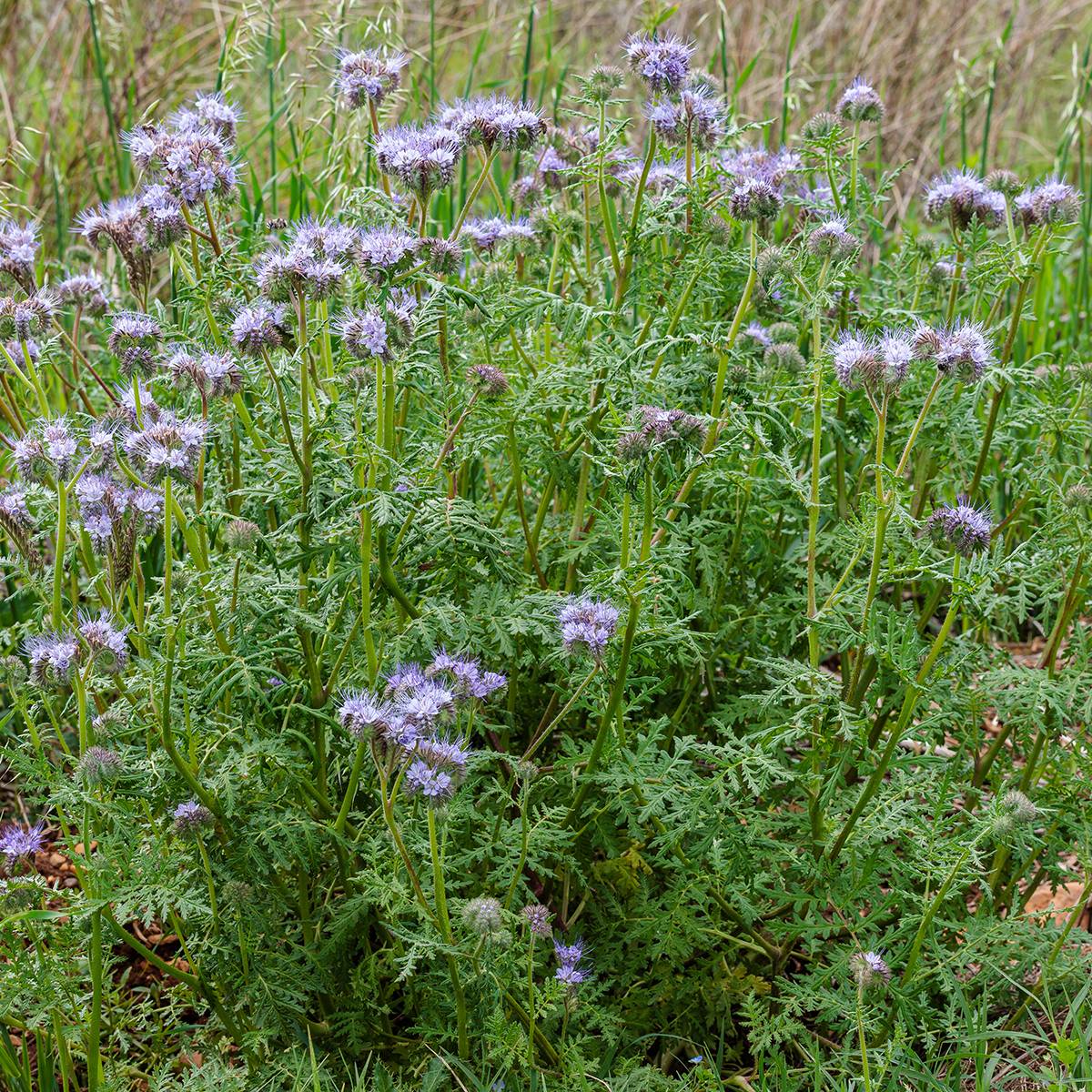 Promesse de Fleurs - Phacélie tanacetifolia Bleue BIO - Engrais vert le sachet de 4250 graines environ (10g)