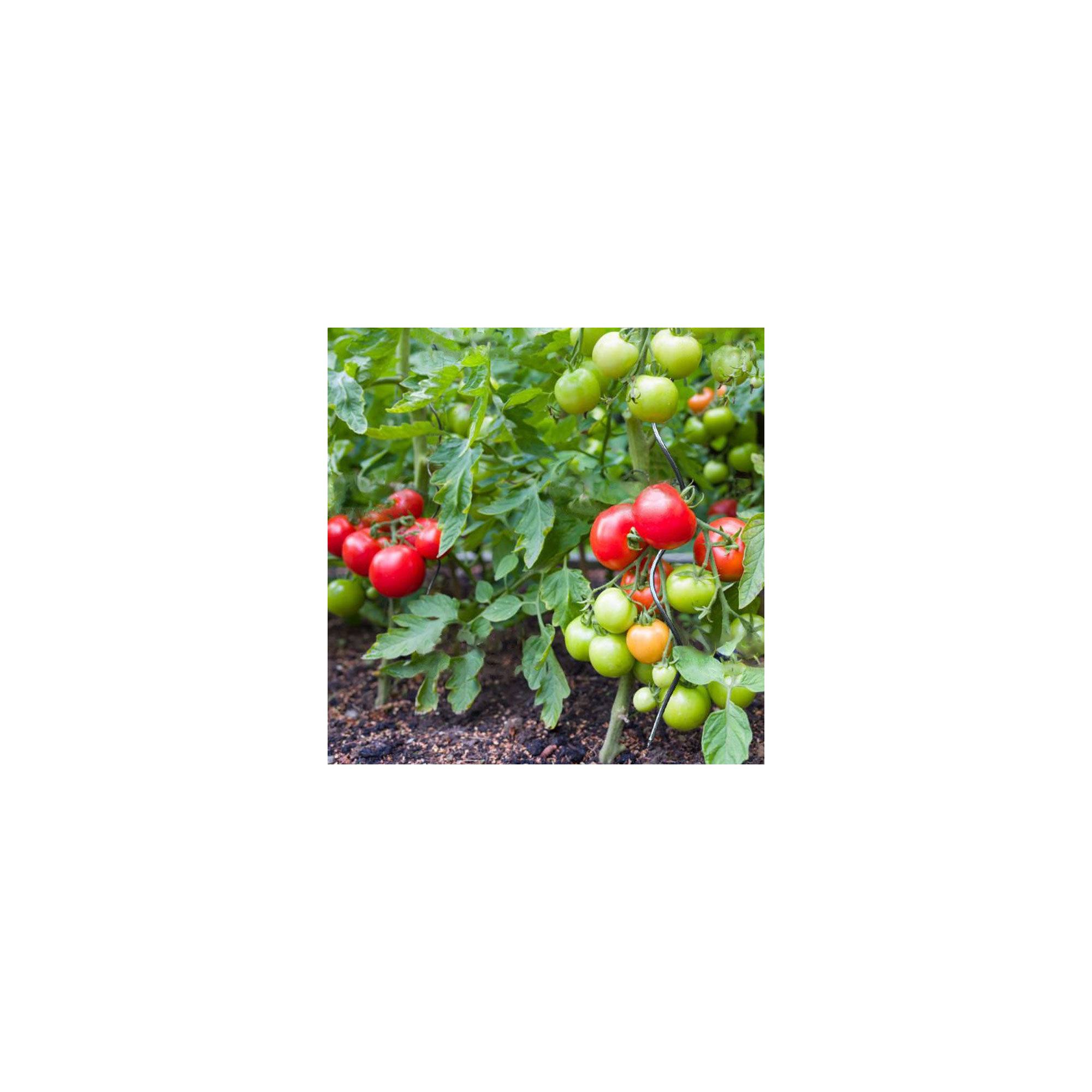 Sans Marque - Lot de 10 tuteurs spirales pour tomates - En acier - Hauteur : 180 cm - Image 2