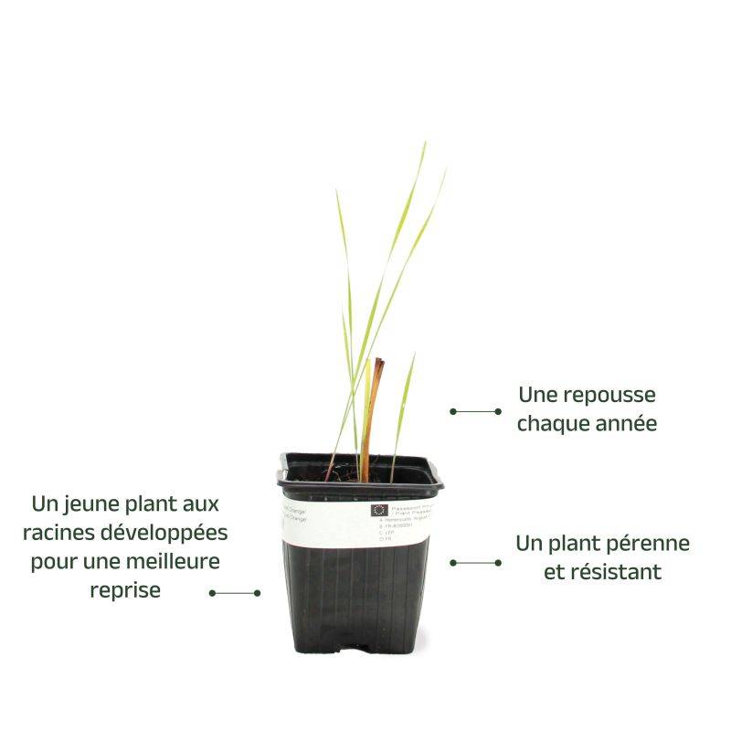 3 Hémérocalles 'August Orange' (Hemerocallis) - Lot de 3 vivaces - Pépinières Naudet - Imagen 3