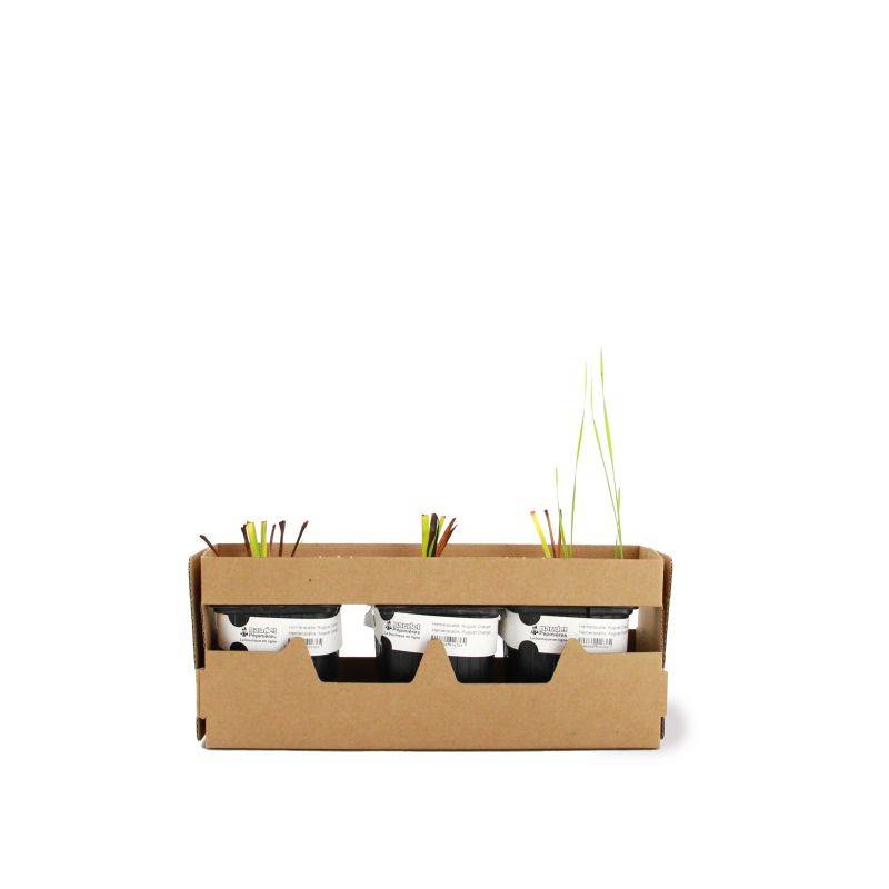3 Hémérocalles 'August Orange' (Hemerocallis) - Lot de 3 vivaces - Pépinières Naudet - Imagen 4