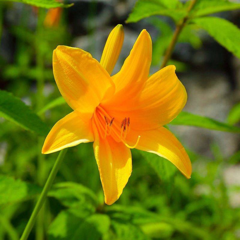 3 Hémérocalles 'August Orange' (Hemerocallis) - Lot de 3 vivaces - Pépinières Naudet