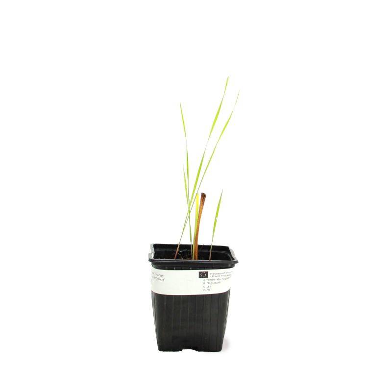 3 Hémérocalles 'August Orange' (Hemerocallis) - Lot de 3 vivaces - Pépinières Naudet - Imagen 2