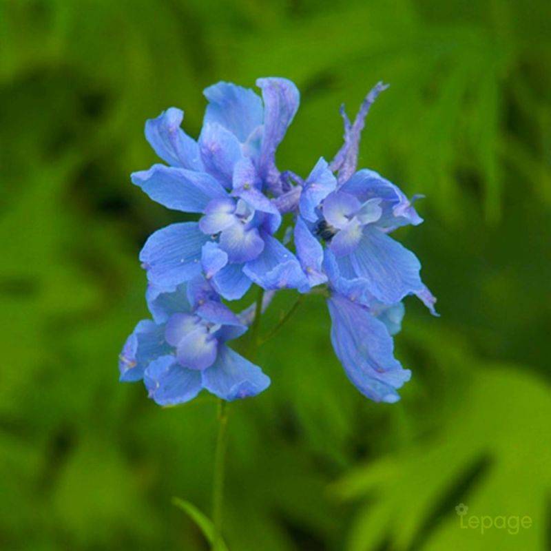 3 Pieds d'Alouette 'Cliveden Beauty' (Delphinium 'Cliveden Beauty') - Lot de 3 vivaces - Pépinières Naudet