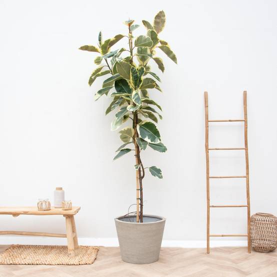 Ficus Tineke Sur Tige - D30 H220cm