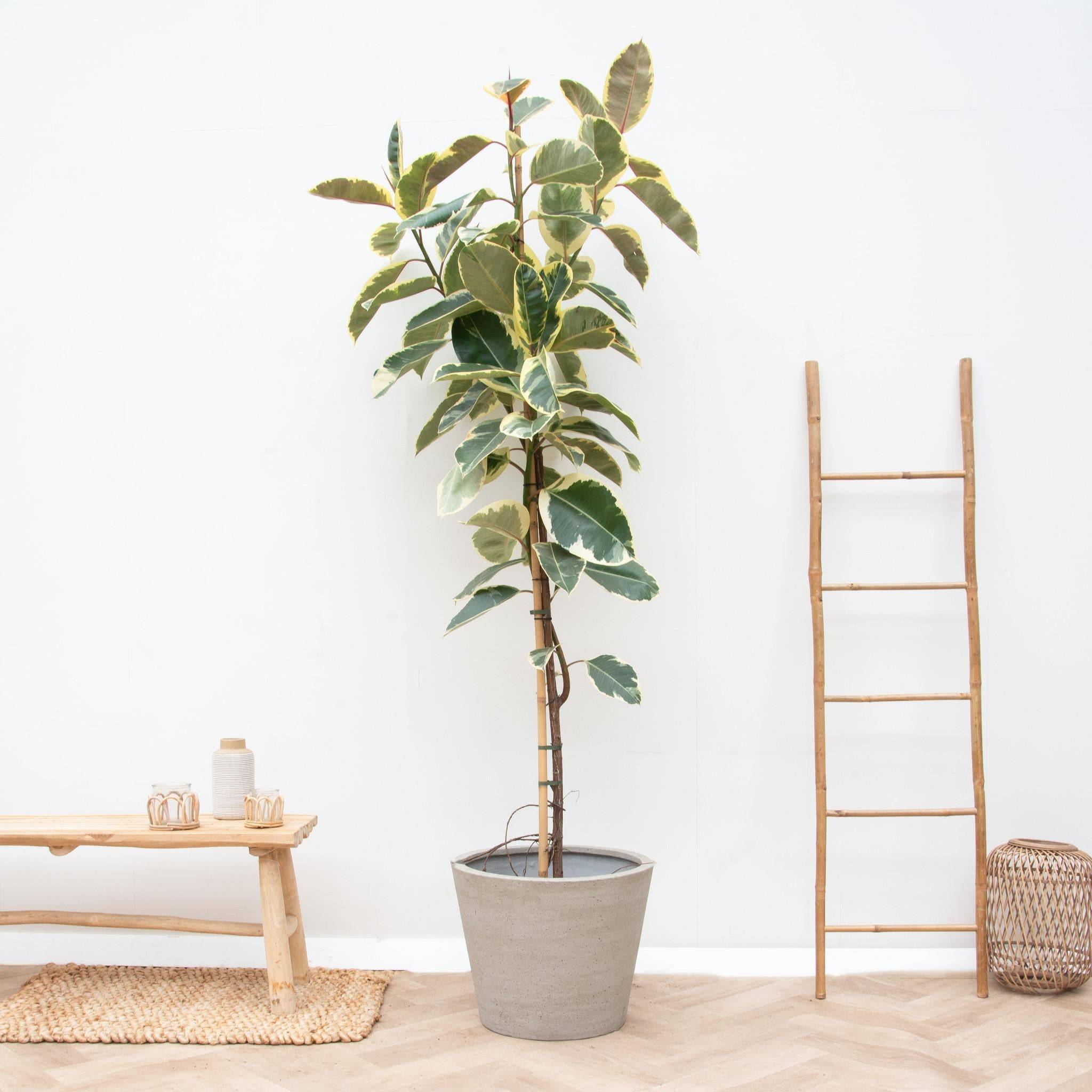 Ficus Tineke Sur Tige - D30 H220cm