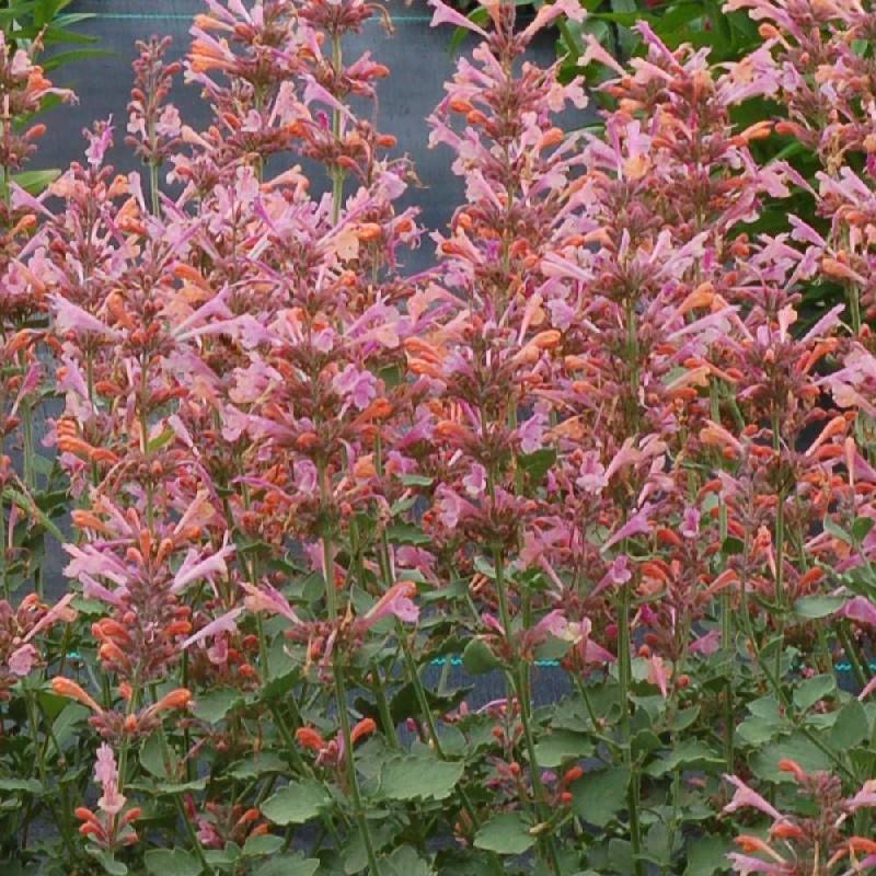 Agastache Kudos Ambrosia® à fleurs Rose - feuillage Caduc - Godet - 5/20 cm-  hauteur à maturité De 0,15 m à 0,50 m - Imagen 1