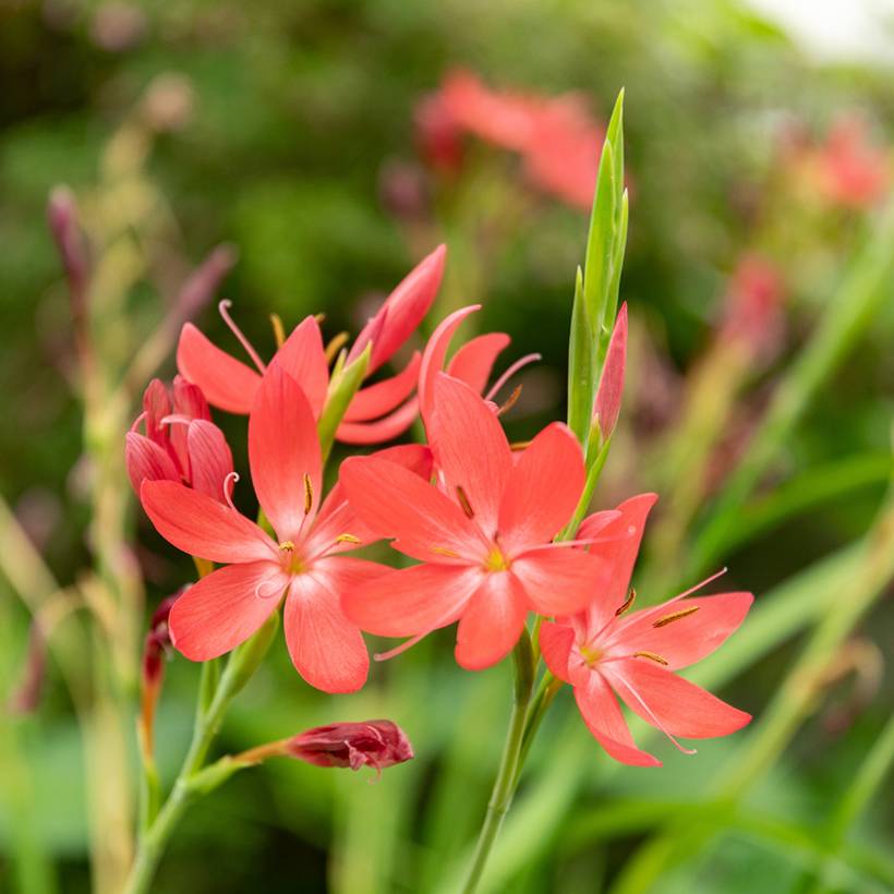Schizostylis coccinea - Lis des Cafres Godet de 8/9 cm