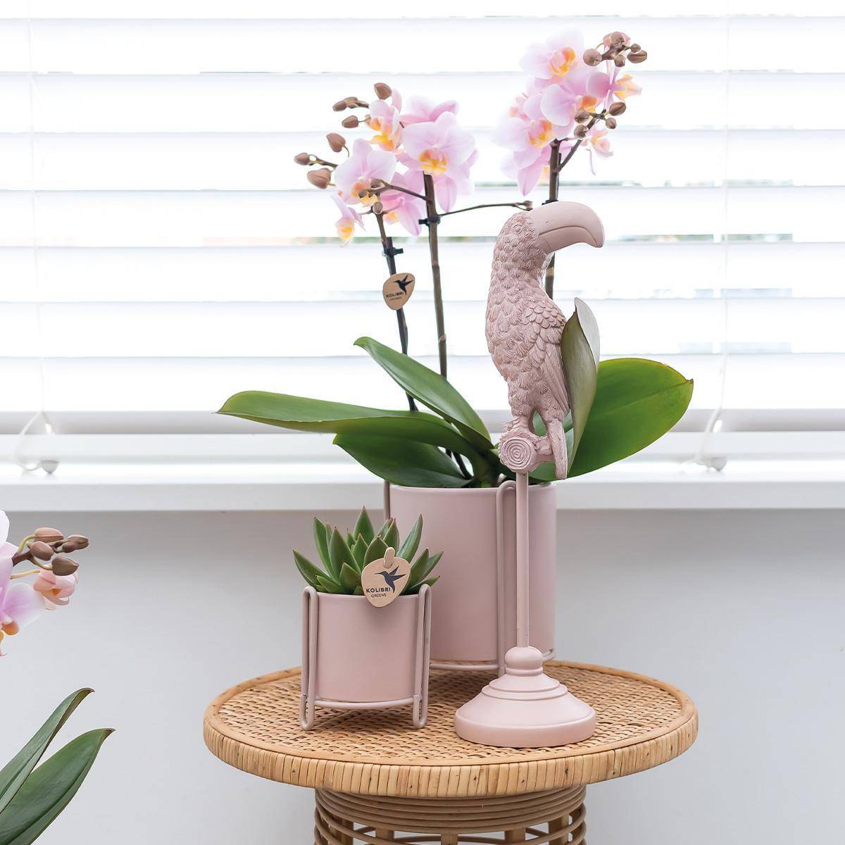 La Green Touch - Offre Combi : 2 Orchidées Phalaenopsis Roses - Andorra, Plante d'Intérieur 35cm - Plante d'intérieur- La Green Touch - Imagen 6