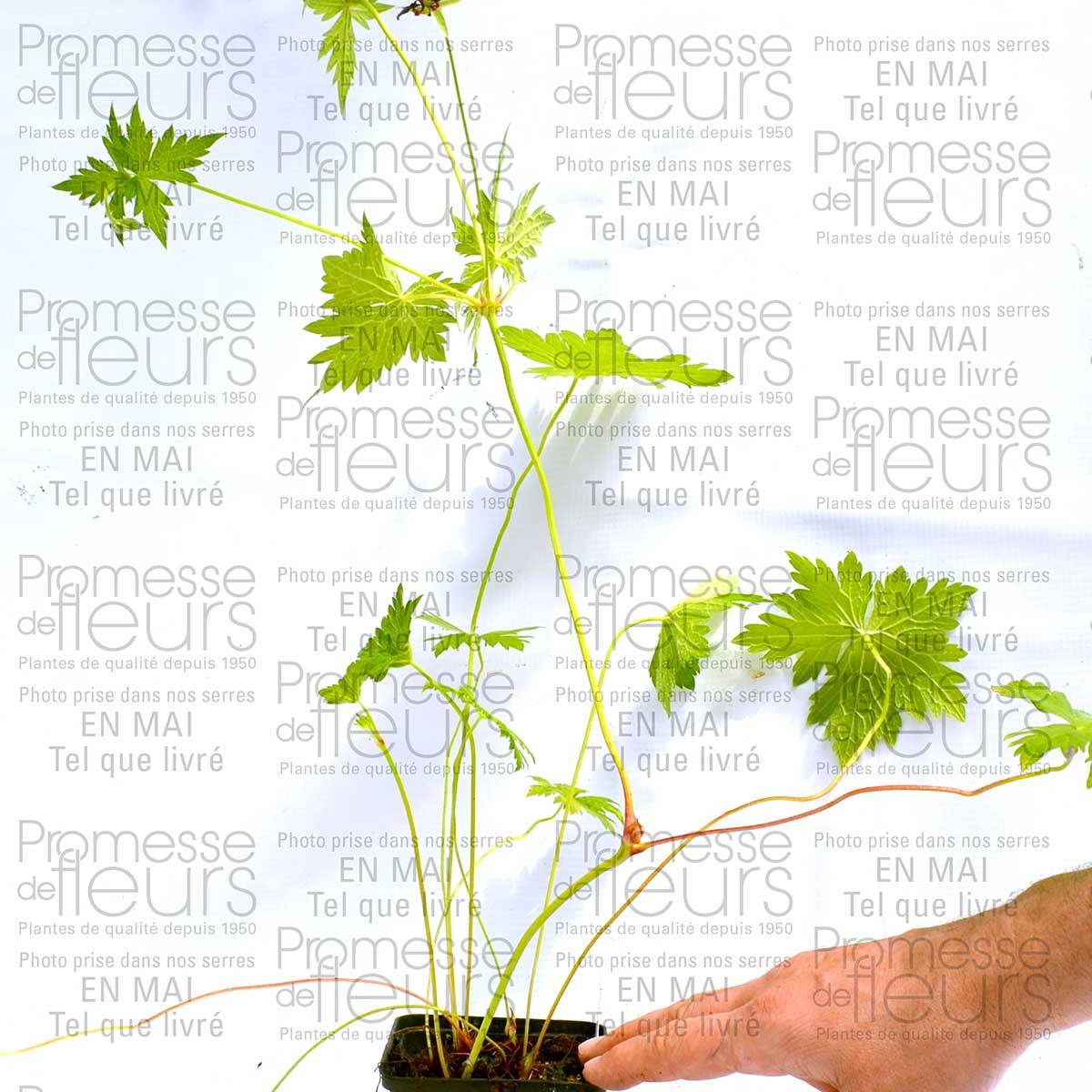 Geranium vivace Catherine Deneuve Godet de 8/9 cm - Image 2