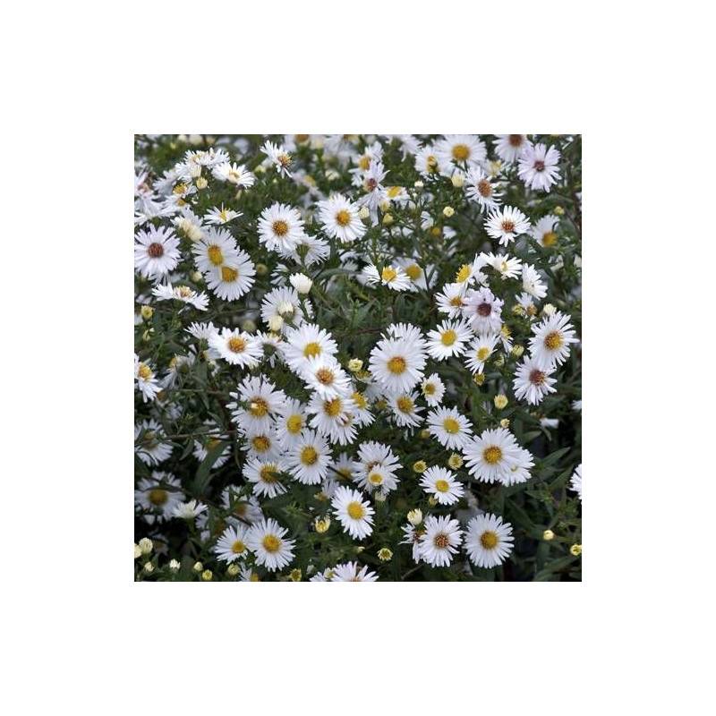 Aster grand d'automne White Lady, Aster Novi-belgii à fleurs Blanche/ - feuillage Caduc - Godet - 5/20 cm