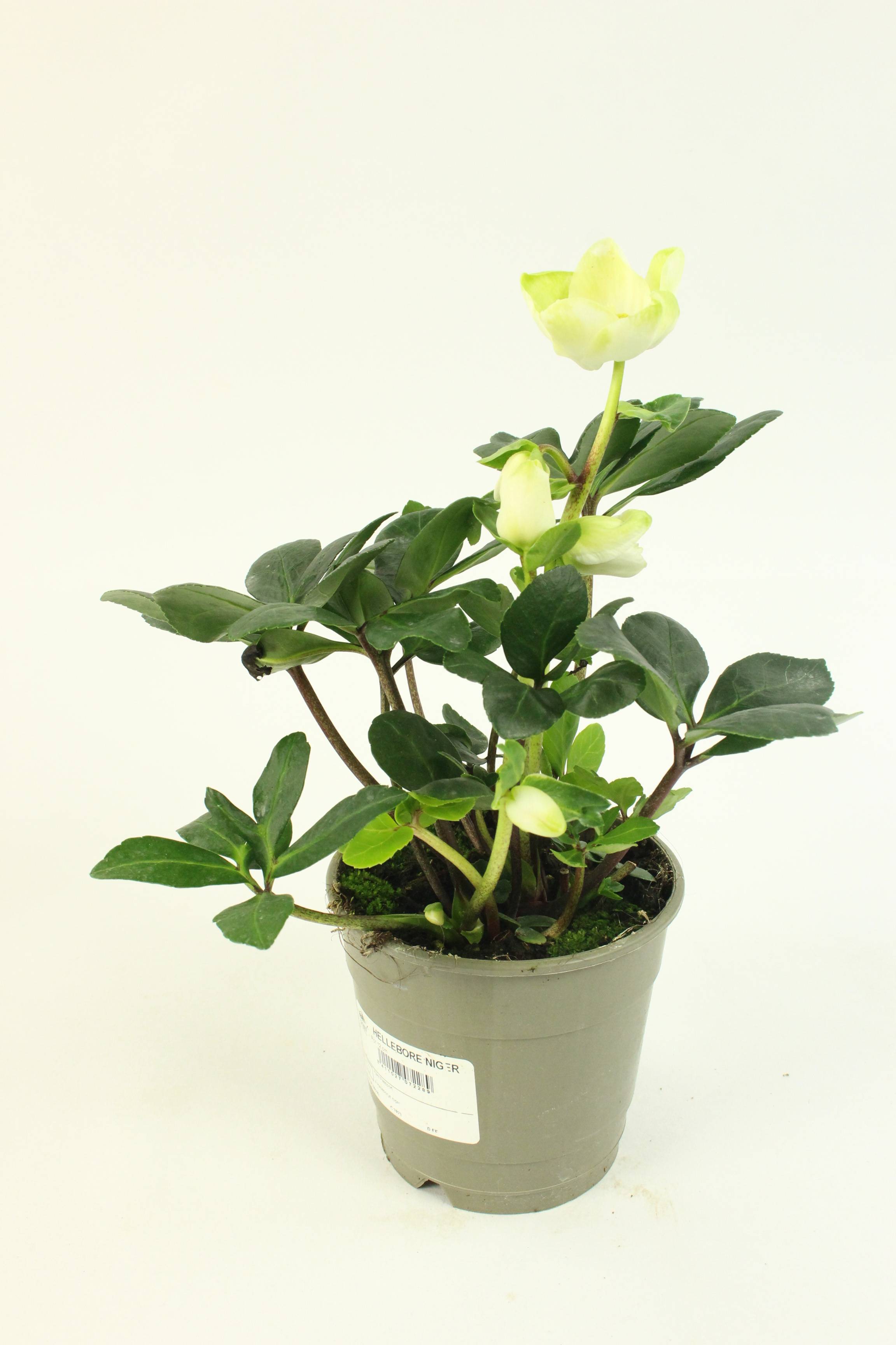 Fleuron D'Anjou - HELLEBORE NIGER Pot 12 cm - Image 1