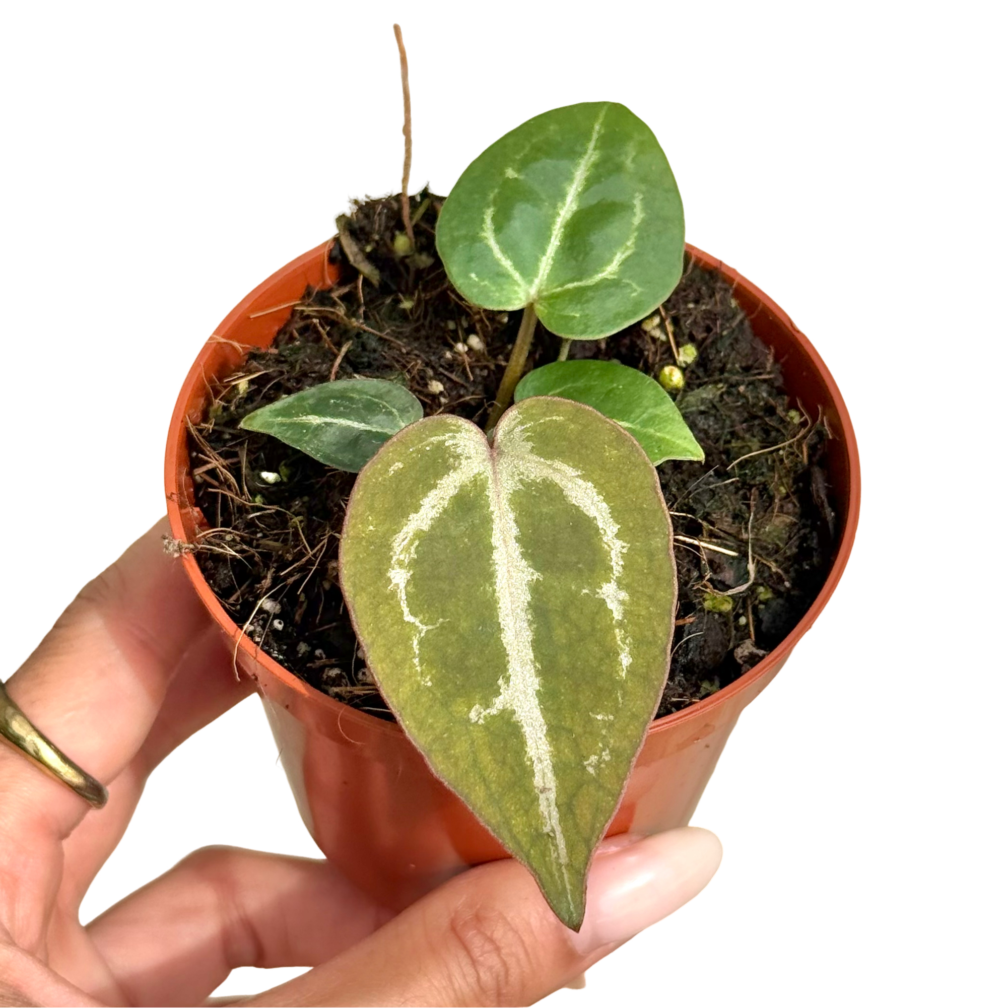 Anthurium 'Red Crystallinum' - Pot de 8cm - Plantes d'intérieur - Image 1