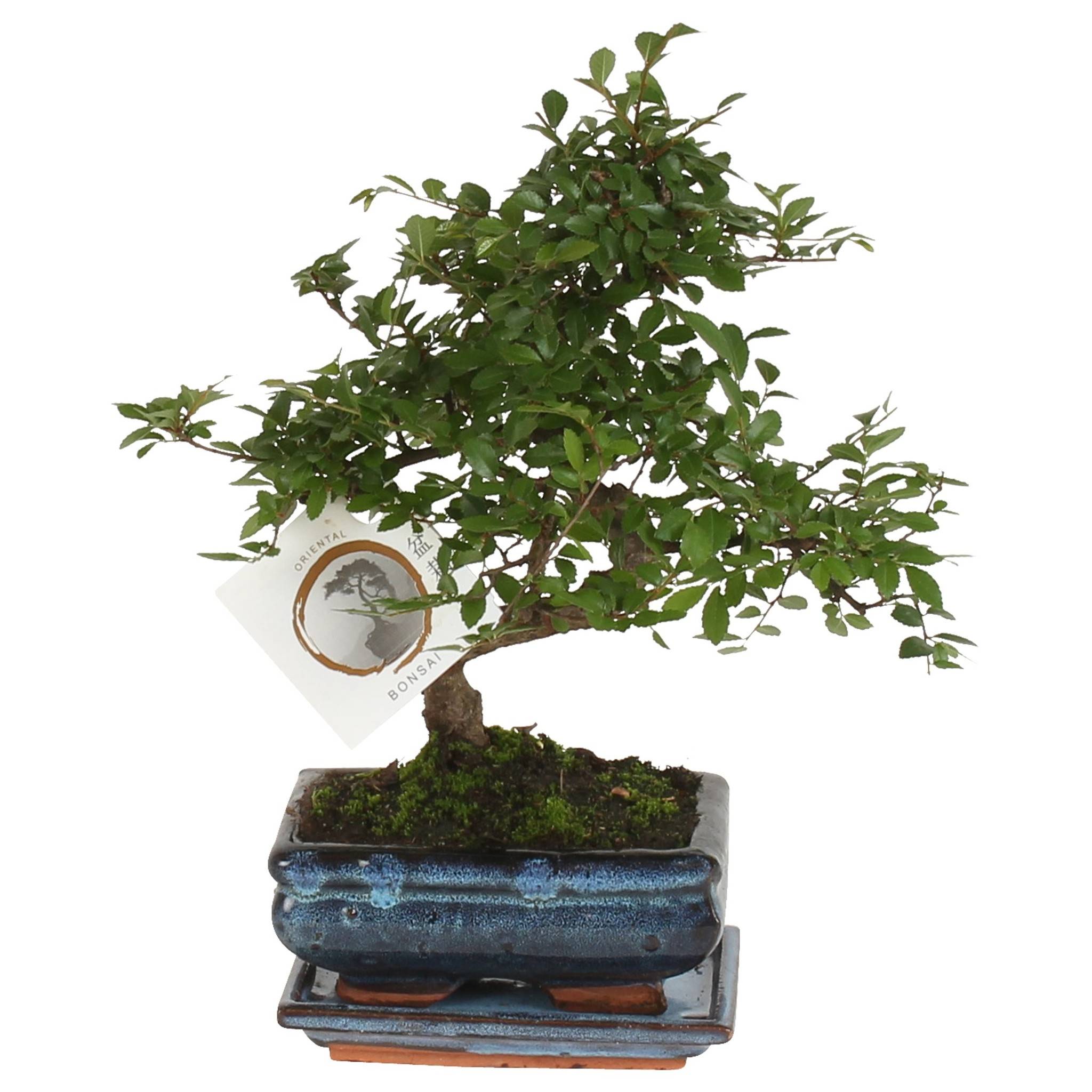Bonsai D Interieur Jardiland