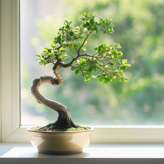 Bonsaï Zelkova Parvifolia Bonsaï Zelkova Bloomique - Forme Sphère - Orme De Chine - Pot Céramique 15cm - Hauteur 20-30cm Plante Intérieur Bonsaï Sphère Bonsaï Zelkova Parvifolia Bonsaï Zelkova Bloomique - Forme Sphère - Orme De Chine - Pot Céramique 15cm - Hauteur 20-30cm Plante Intérieur Bonsaï Sphère