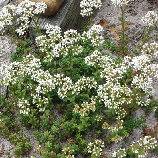Sedum album Coral Carpet - Orpin blanc Godet de 8/9 cm