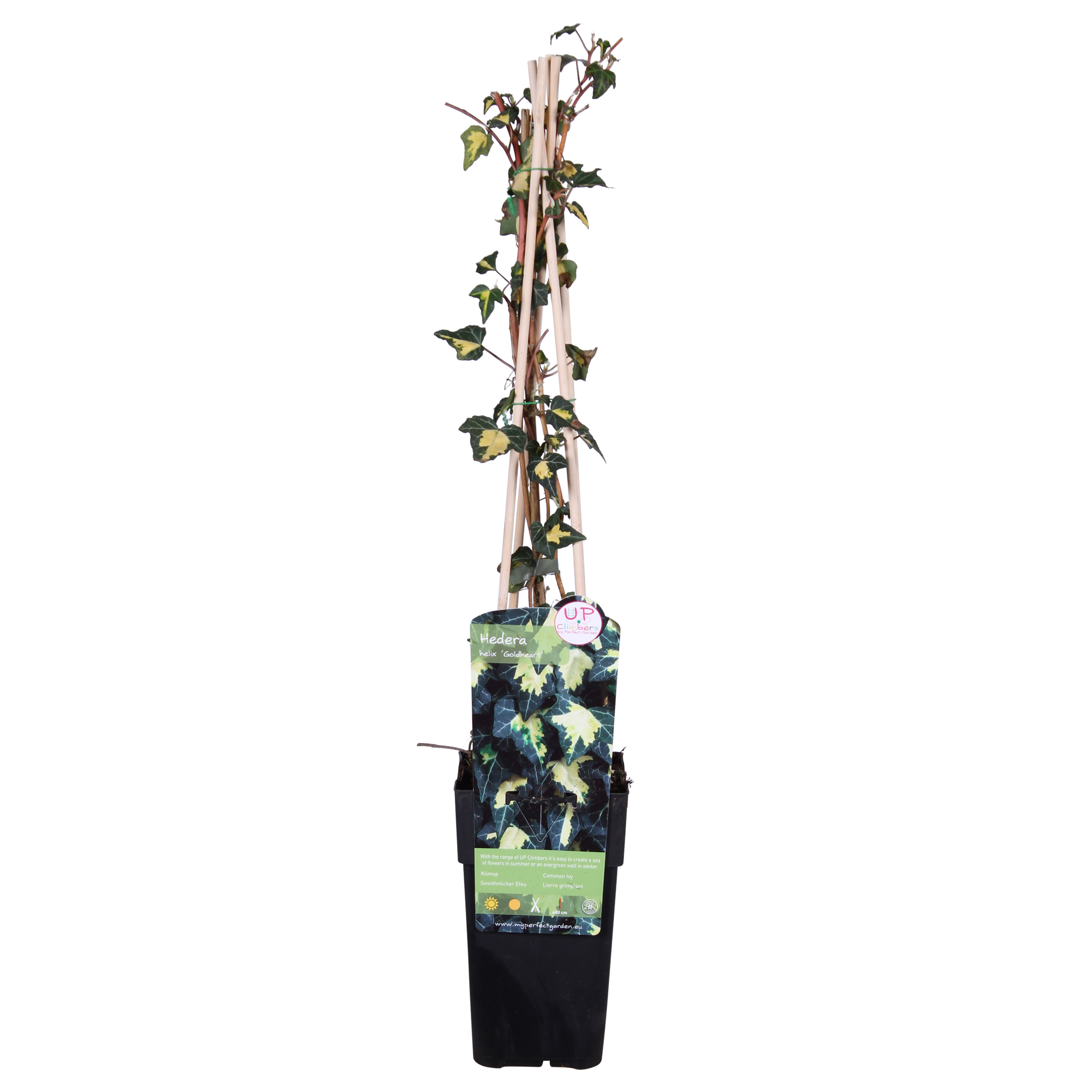 La Green Touch - Hedera Helix 'Goldheart' - D15 H65cm - Image 2