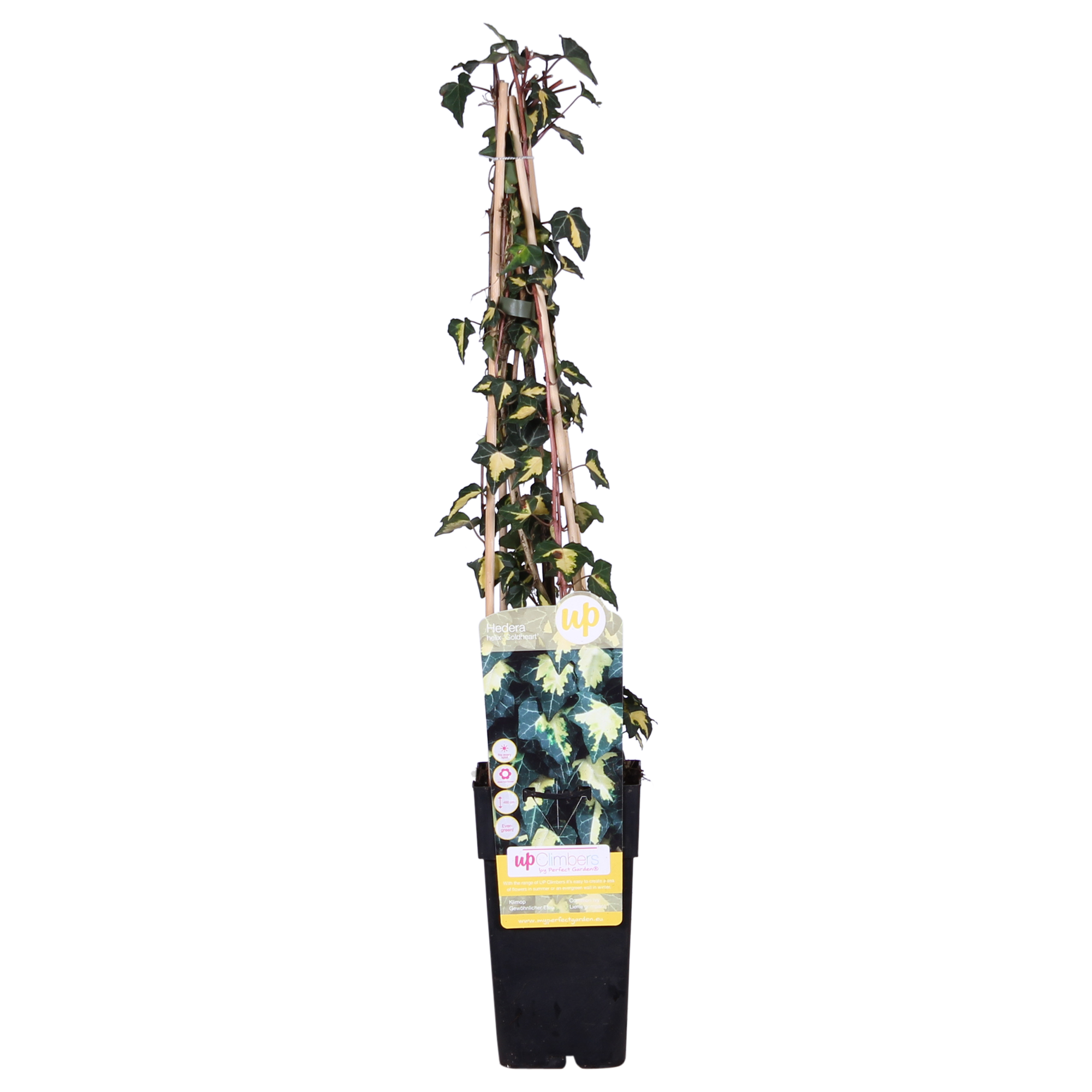 La Green Touch - Hedera Helix 'Goldheart' - D15 H65cm - Image 3