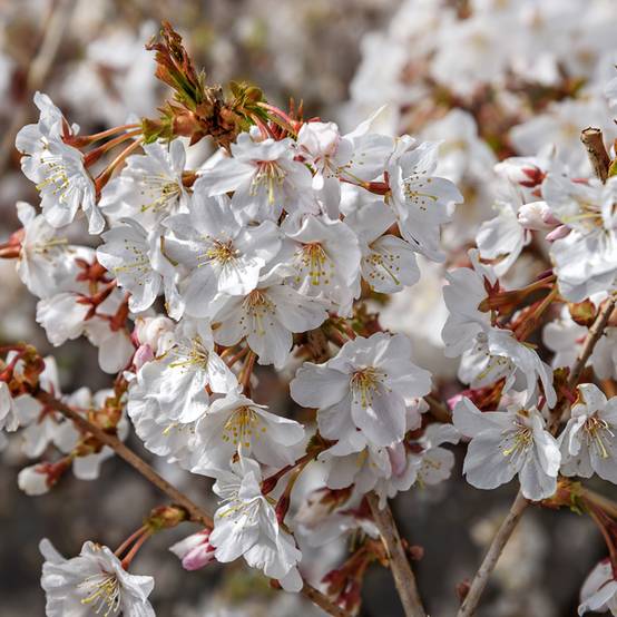 Promesse de Fleurs - Cerisier à fleurs du Japon nain - Prunus incisa Mikinori Pot de 3L/4L - Image 1