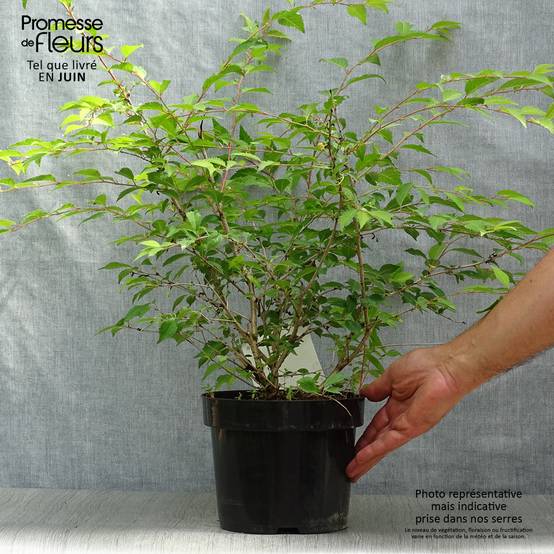 Promesse de Fleurs - Cerisier à fleurs du Japon nain - Prunus incisa Mikinori Pot de 3L/4L - Image 2