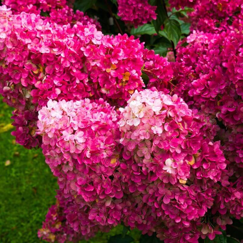 Collection 3 Hydrangea blanc/rose - Godet 8cm et + - Pépinières Naudet - Image 3