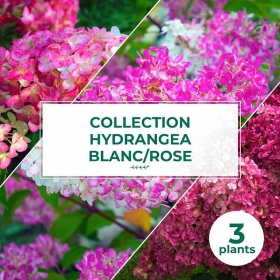 Collection 3 Hydrangea blanc/rose - Godet 8cm et + - Pépinières Naudet - Image 1