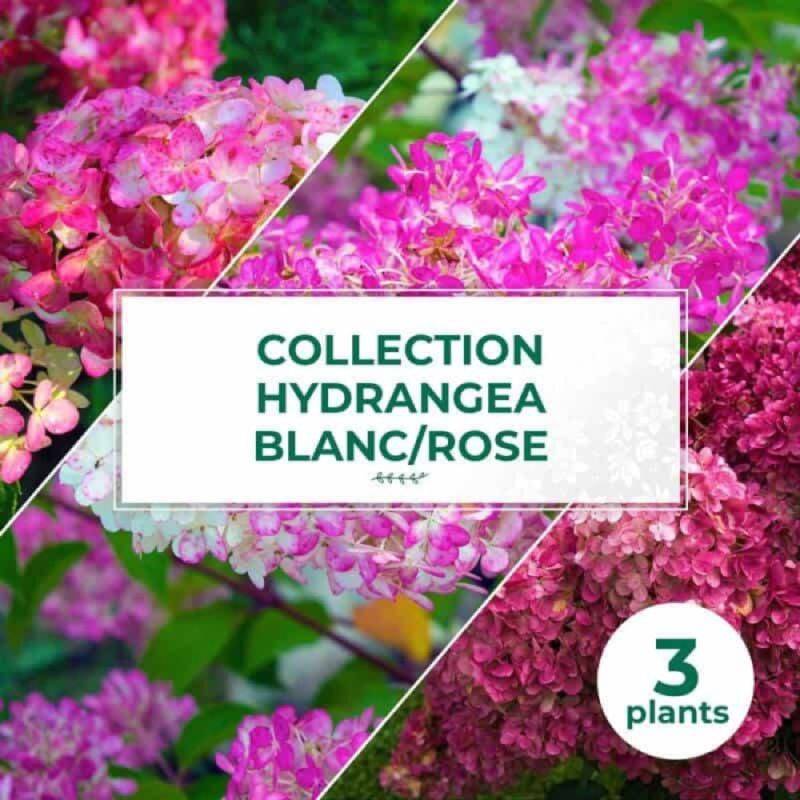 Collection 3 Hydrangea blanc/rose - Godet 8cm et + - Pépinières Naudet - Image 1