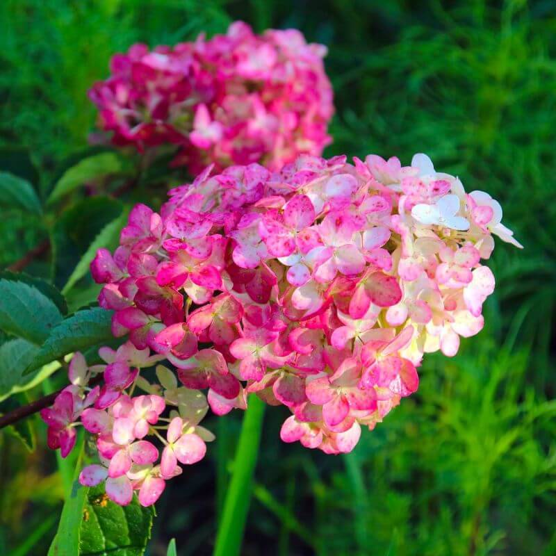 Collection 3 Hydrangea blanc/rose - Godet 8cm et + - Pépinières Naudet - Image 2
