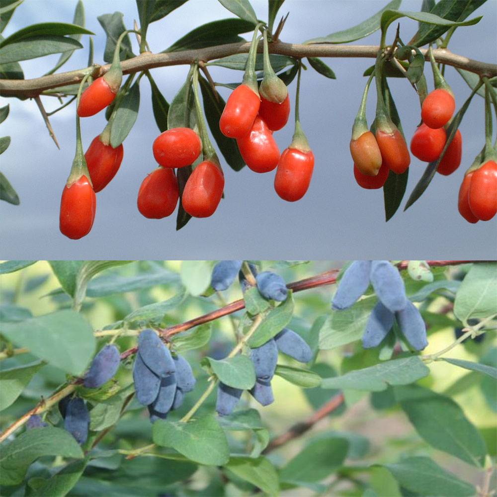 Duo vitaminé : Goji + Baie de Mai - Collection de 2 plantes