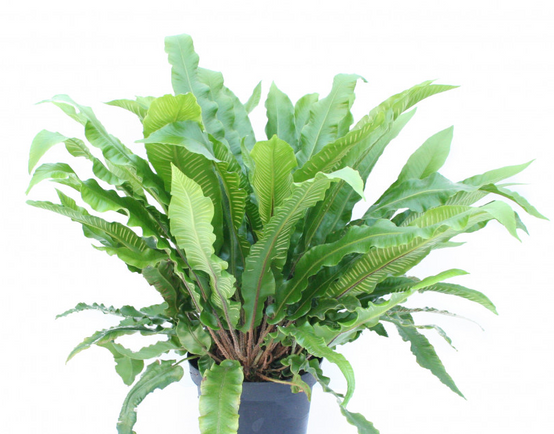 Phyllitis scolopendrium - Fougère Scolopendre Pot de 2L/3L - Image 2