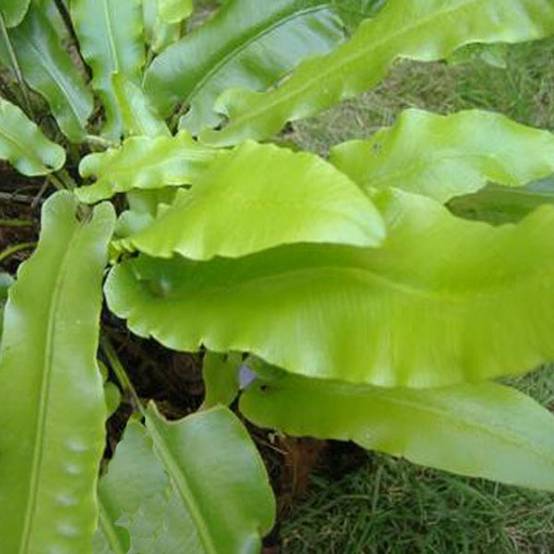Phyllitis scolopendrium - Fougère Scolopendre Pot de 2L/3L - Image 1