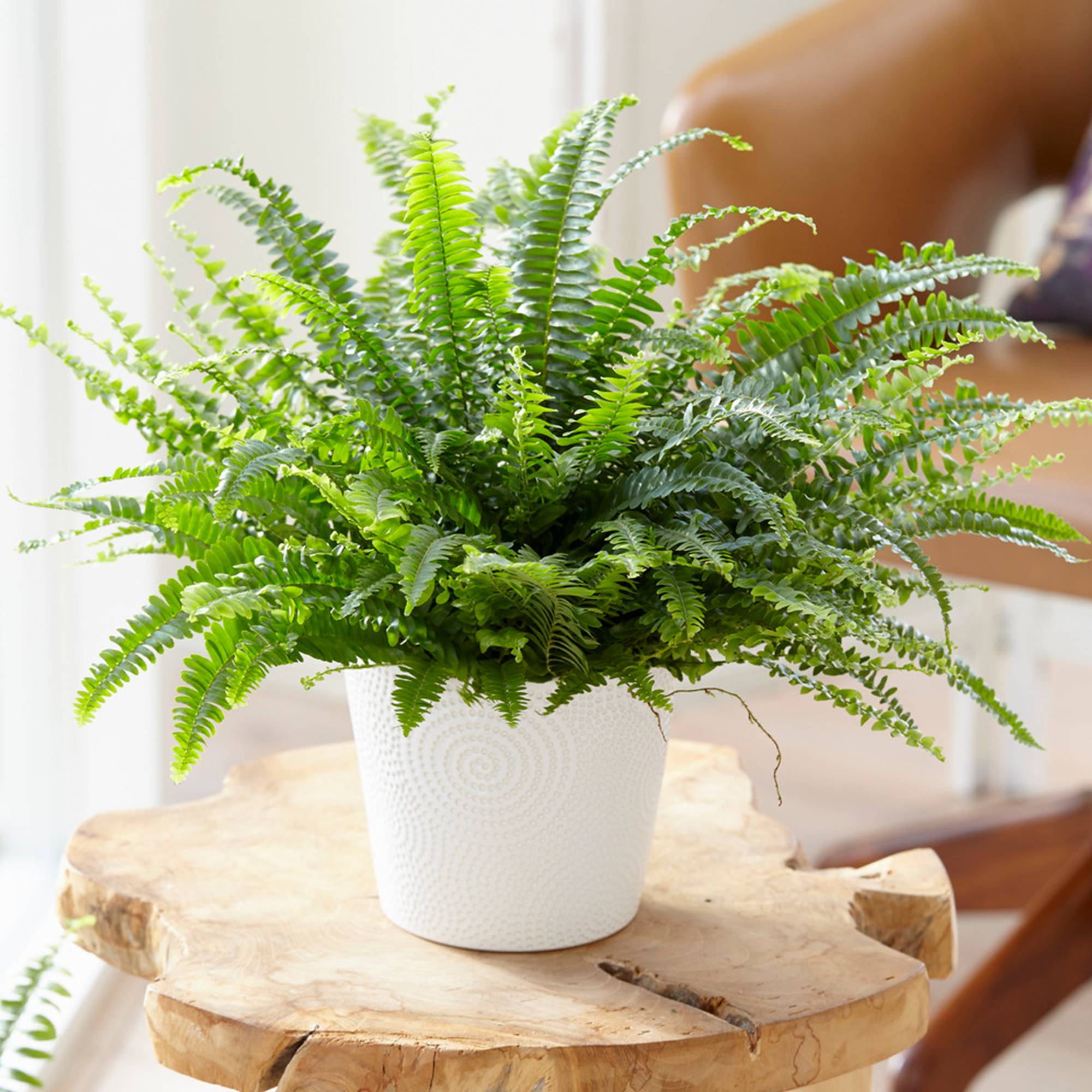 Gardenersdream - Nephrolepis Fougère De Boston | Plante D'Intérieur À Vendre Comme Cadeau | De 25 À 35 Cm Pot Inclus - GardenersDream - Imagen 1