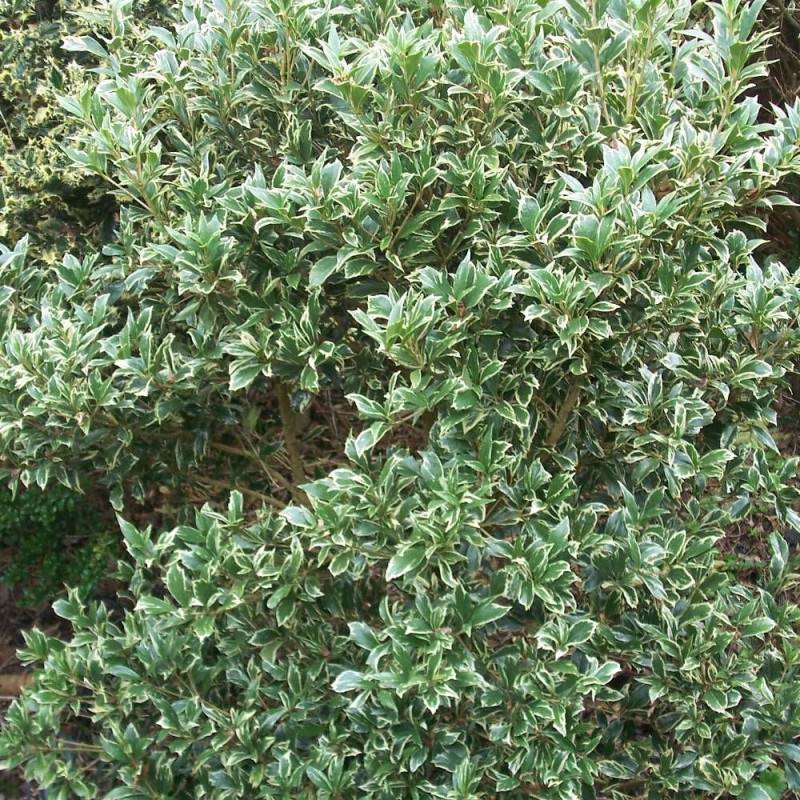 Osmanthe panaché, Osmanthus à fleurs Blanche/Jaune - feuillage Persistant - Pot de 3L - 20/40 cm