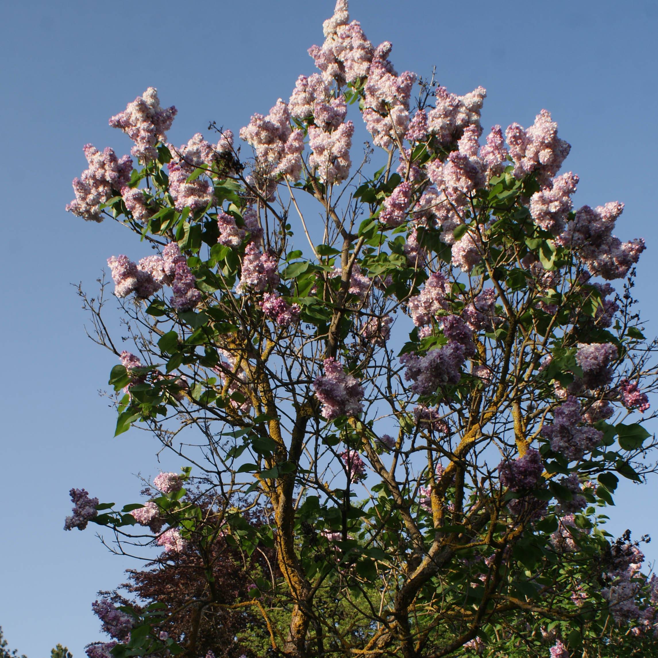 Lilas - Syringa vulgaris Katherine Havemeyer  Godet de 8/9 cm - Image 1