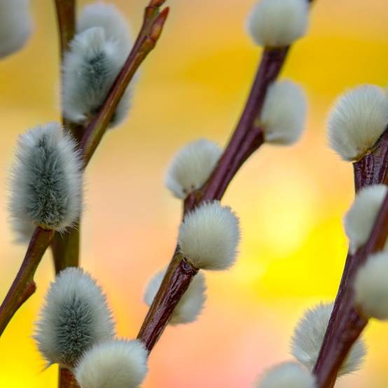 Saule marsault pleureur, Salix à fleurs Jaune - feuillage Caduc - Pot de 7,5L - Tigette - 60/80 cm- hauteur à maturité De 2,50 m à 3,00 m - Image 3