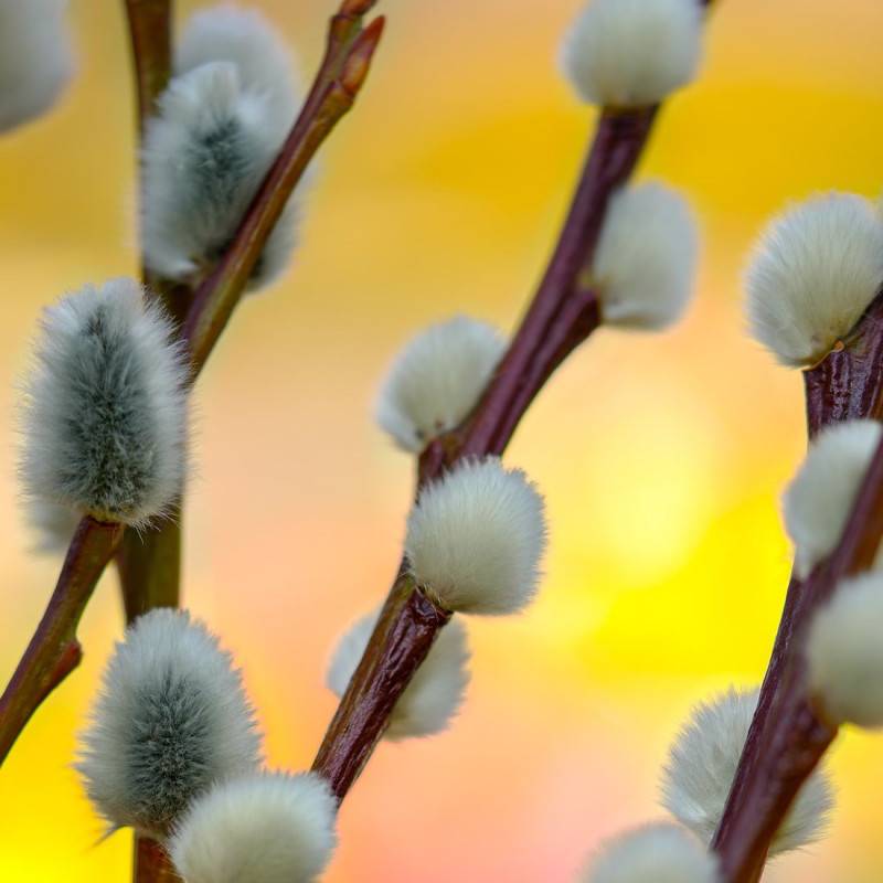Saule marsault pleureur, Salix à fleurs Jaune - feuillage Caduc - Pot de 7,5L - Tigette - 60/80 cm-  hauteur à maturité De 2,50 m à 3,00 m - Image 3