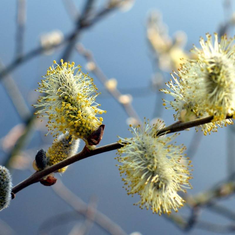 Saule marsault pleureur, Salix à fleurs Jaune/Blanche - feuillage Caduc - Pot de 7,5L - Tigette - 60/80 cm