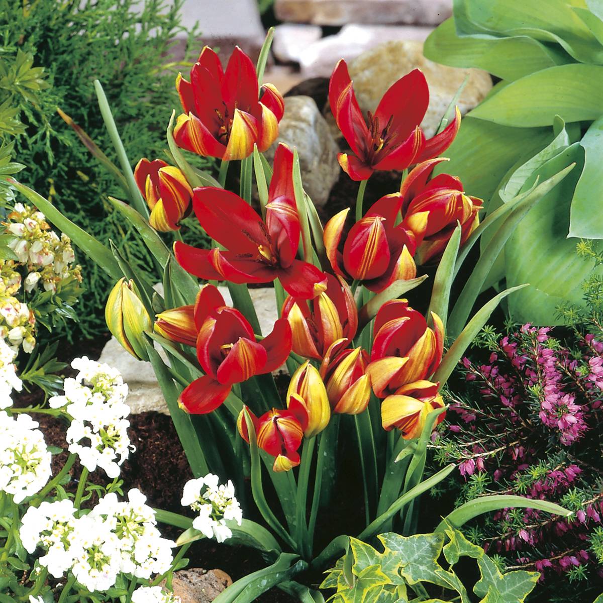 Promesse de Fleurs - Tulipe botanique hageri Bulbe calibre 5+ (par 10)