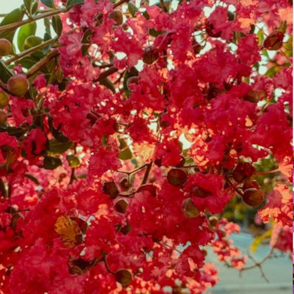 Lilas des Indes Périgord Pourpre, Lagerstroemia à fleurs Rouge - feuillage Caduc - Pot de 15L - 100/150 cm- hauteur à maturité De 1,00 m à 1,50 m - Image 1