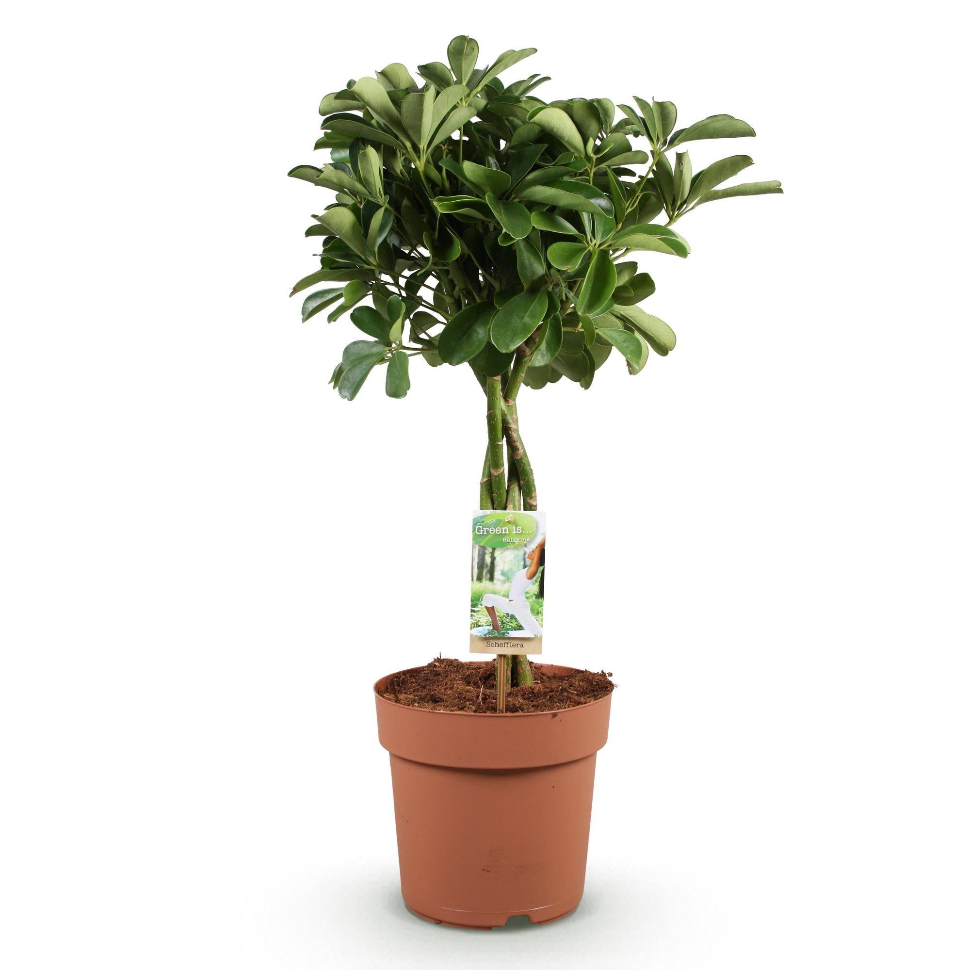 La Green Touch - Schefflera Nora - D21 H80cm - Image 3
