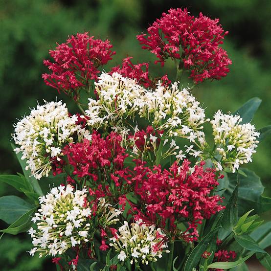 Graines de Valériane des jardins en mélange - Centrantus ruber le sachet de 100 graines environ (0,2g)